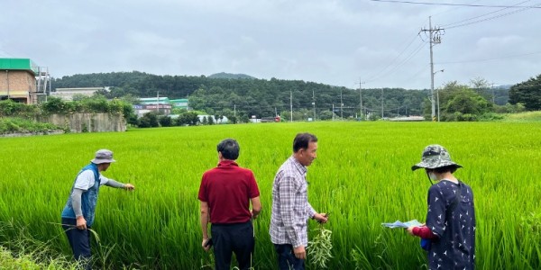 2-3. 백옥쌀 GAP생산단지 재배지 심사 모습.jpg