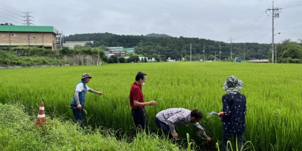 2. 용인시기술센터 관계자, 농가대표 및 농협직원이 벼 재배단지 현장심사를 하고있다.JPG