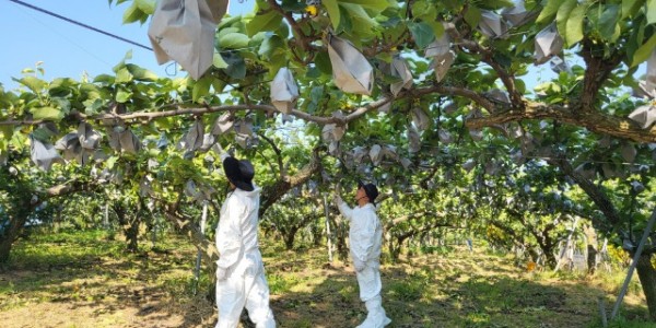 4. 용인특례시가 과수화상병 예방을 위해 예찰방제단을 운영한다.jpg