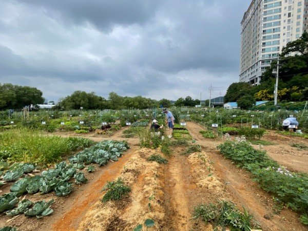 4-1. 용인특례시는 오는 2월 3일부터 13일까지 용인시민농장에서 텃밭을 가꿀 도시농부 총 815팀을 모집한다.JPG